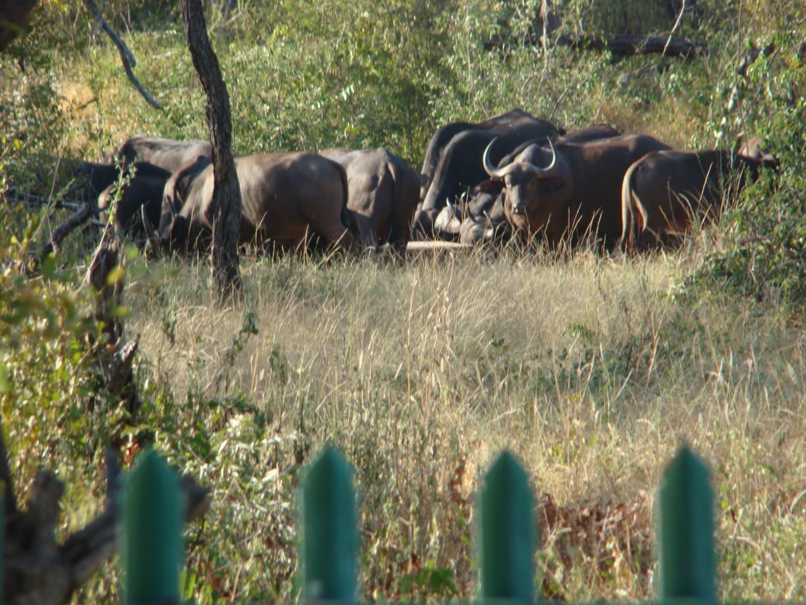 Muweti Bush Lodge Grietjie Game Reserve Dış mekan fotoğraf