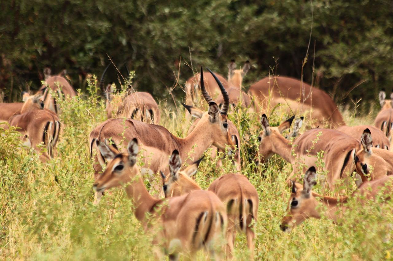 Muweti Bush Lodge Grietjie Game Reserve Dış mekan fotoğraf