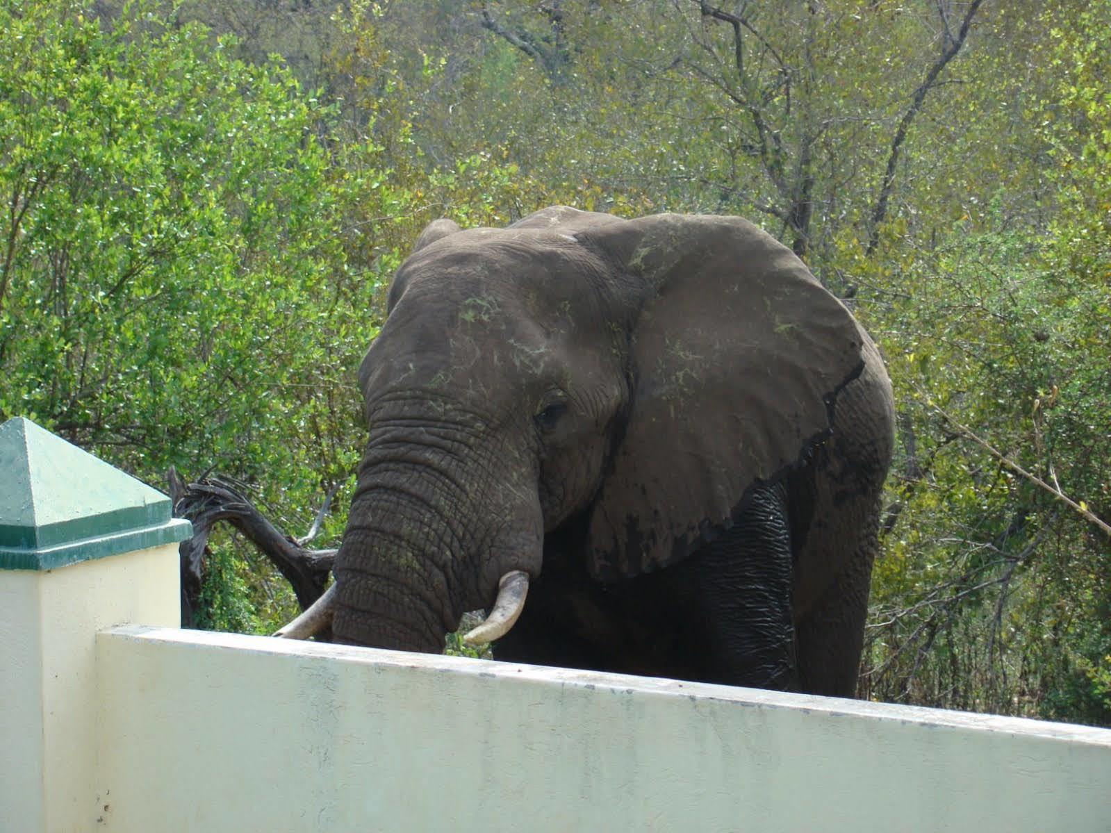 Muweti Bush Lodge Grietjie Game Reserve Dış mekan fotoğraf